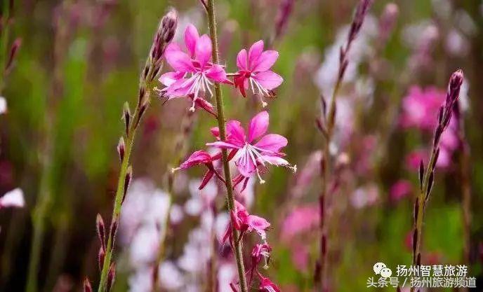 扬州农家乐游玩攻略,扬州十大最美农家乐