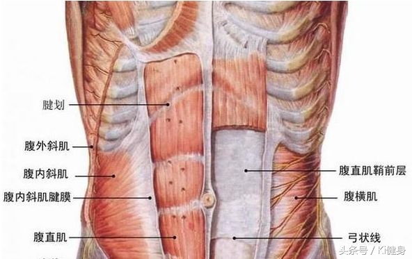 腹直肌及腹直肌分离,产后腹直肌分离