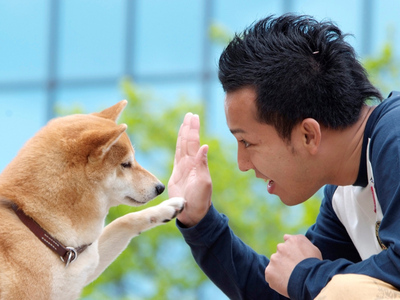 有74种狗狗非常友善，有没有你喜欢的？