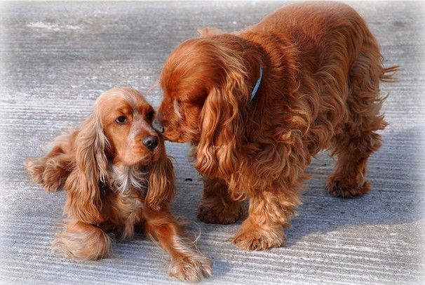 七种可爱狗狗,狗狗72种品种