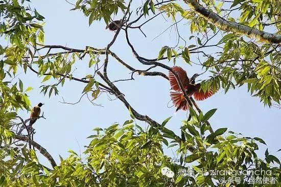 大卫爱登堡2024,美得令人窒息英文