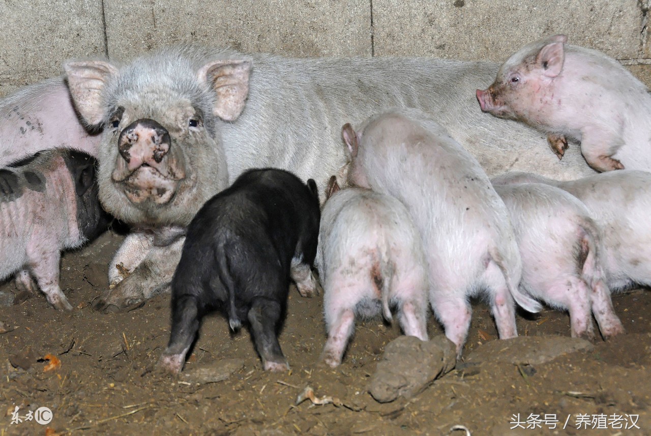 母猪产后得子宫内膜炎有哪些症状,母猪子宫内膜炎喂什么草药