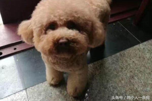 邻居看到女子养泰迪经常买宠物用品送她，女子连收三个月后报警