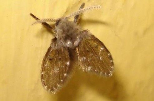 常见的大虫子科普,盘点那些你没见过的虫子