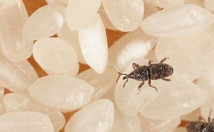 常见的大虫子科普,盘点那些你没见过的虫子