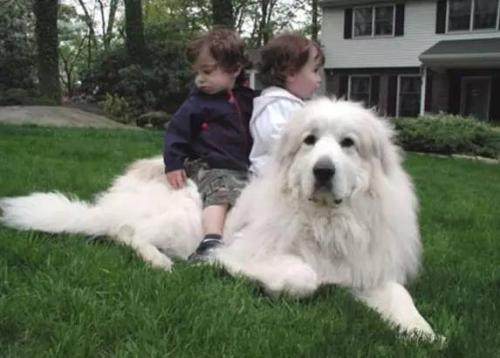 乾通名犬俱乐部大白熊,大白熊是不是名犬