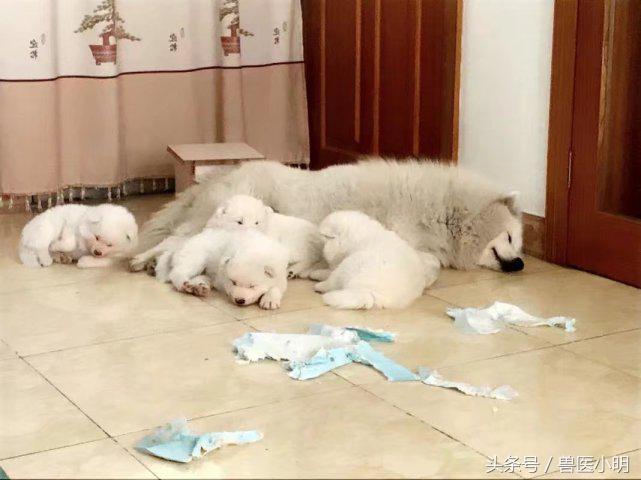 萨摩耶生产,萨摩耶生产要经过几个小时