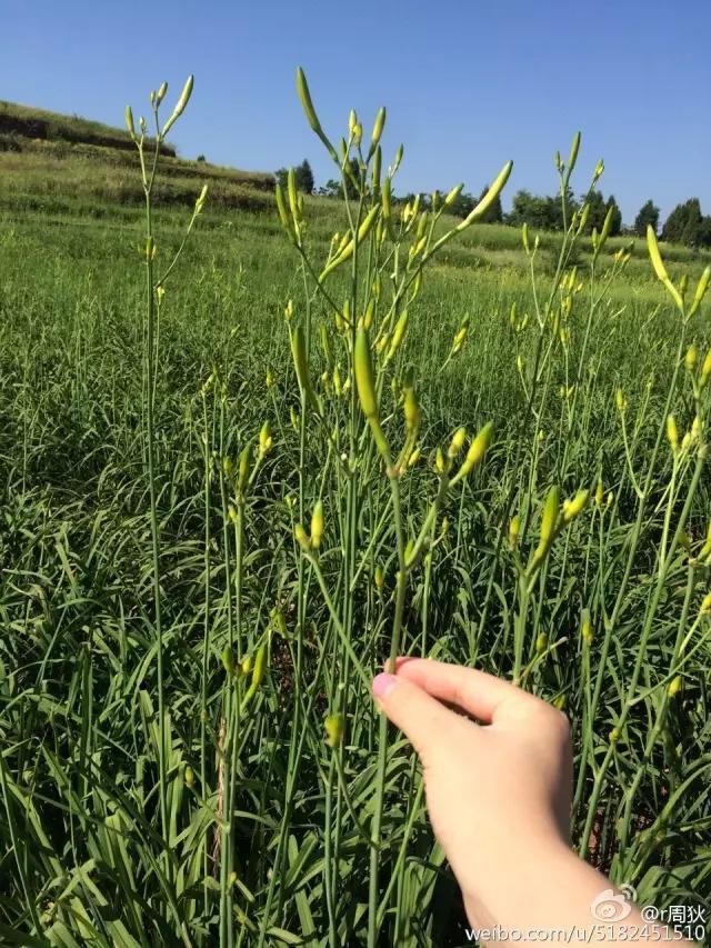 渠县做菜,渠县吃什么