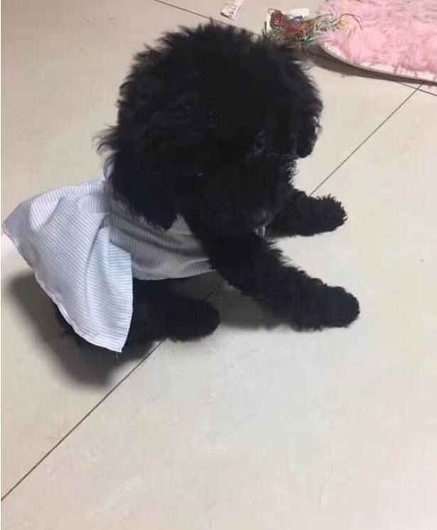 黑色泰迪更活泼,黑色泰迪和灰色泰迪配会出什么色