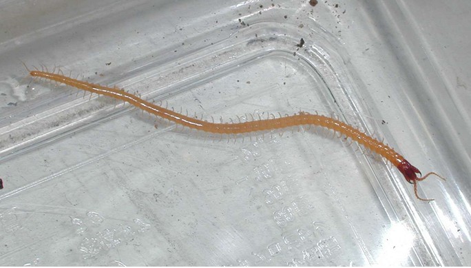 常见的大虫子科普,盘点那些你没见过的虫子