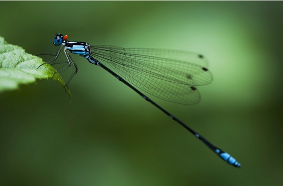 常见的大虫子科普,盘点那些你没见过的虫子