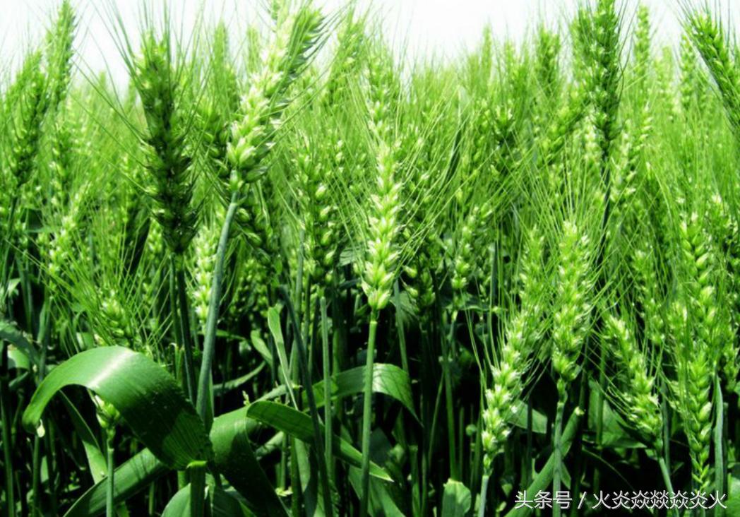 小麦包衣,小麦种包衣