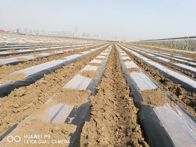 清田塑业降解地膜,山东生物降解地膜厂家