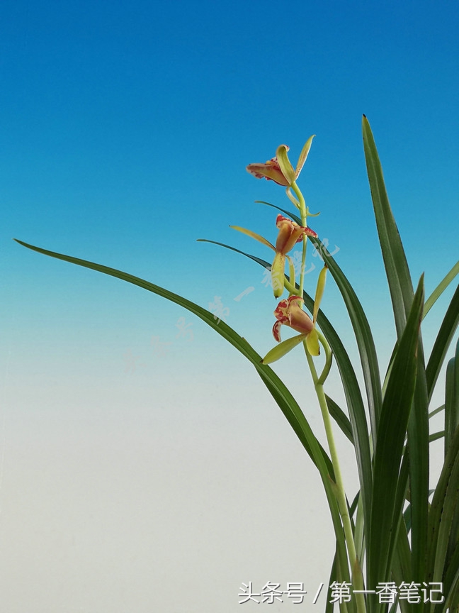 蝴蝶兰优雅唯美,兰花欣赏四季兰