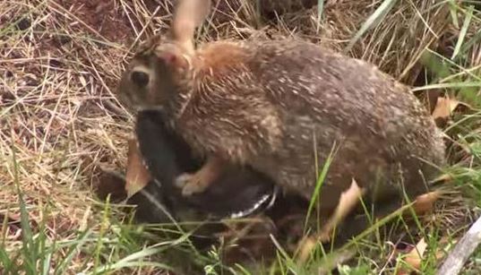 大蛇袭击小兔的视频 (大蛇袭击小兔子)