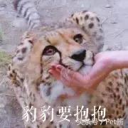 碰到猎豹怎么办,遇到猎豹视频