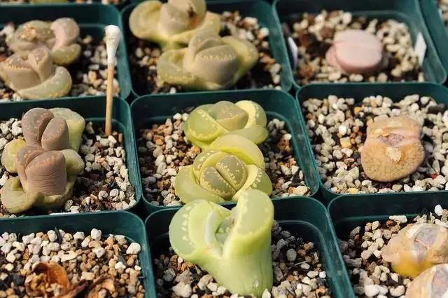 南非秘宝,遗落在世间的宝藏