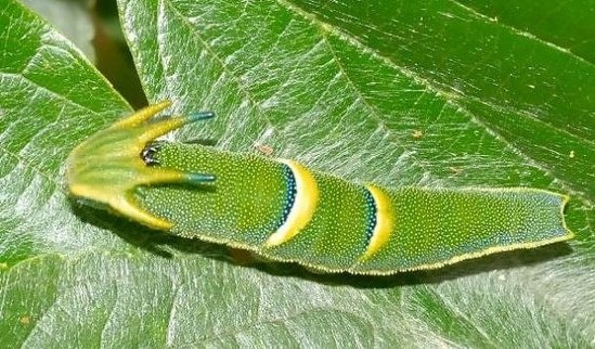 常见的大虫子科普,盘点那些你没见过的虫子