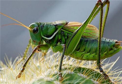 蝈蝈怎么饲养?蝈蝈喜欢吃什么?蝈蝈喂养知识大全