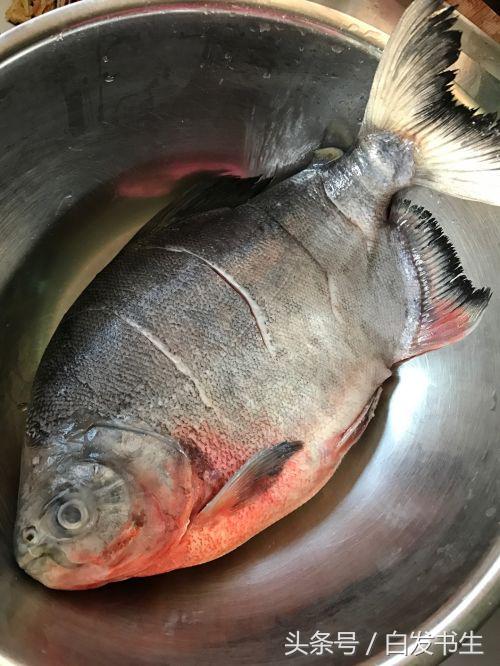 红烧白鲳鱼教程,红烧鲳鱼的做法
