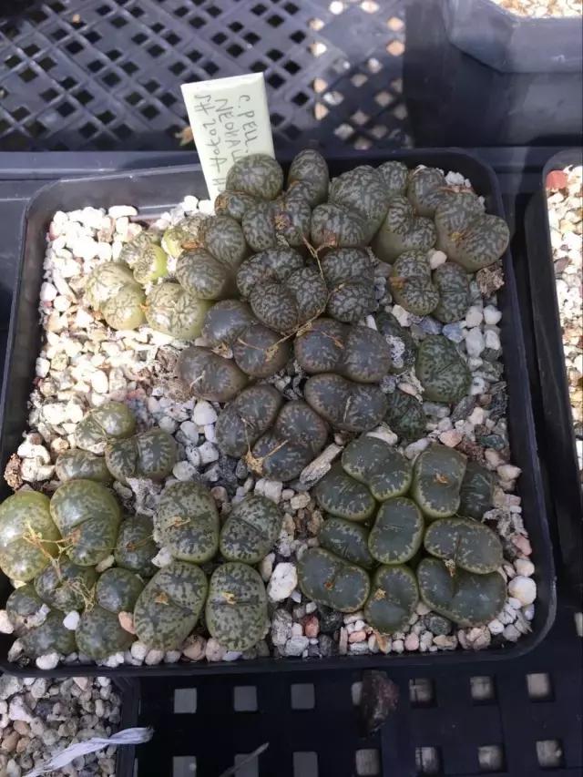 南非秘宝,遗落在世间的宝藏