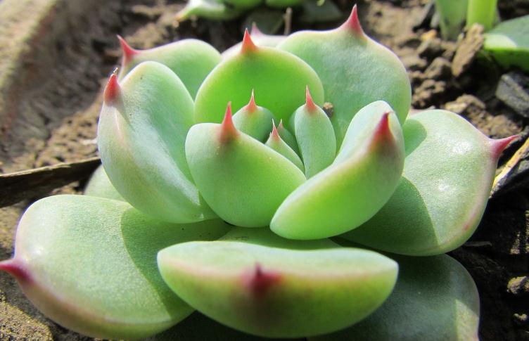 不知道什么植物养不活,不知道自己养的多肉是什么品种