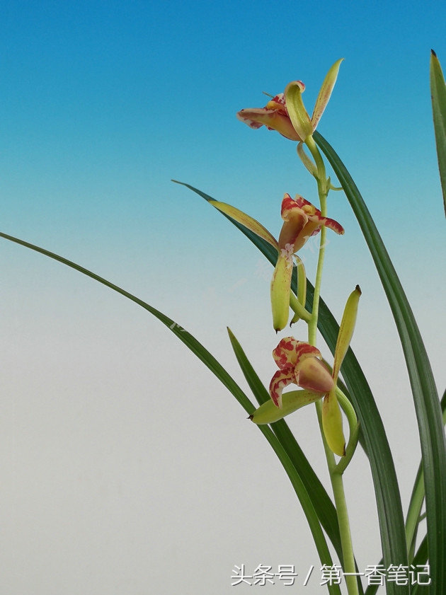 蝴蝶兰优雅唯美,兰花欣赏四季兰