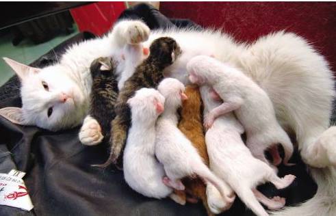 猫咪怀孕期间,这些事情你必须要知道!