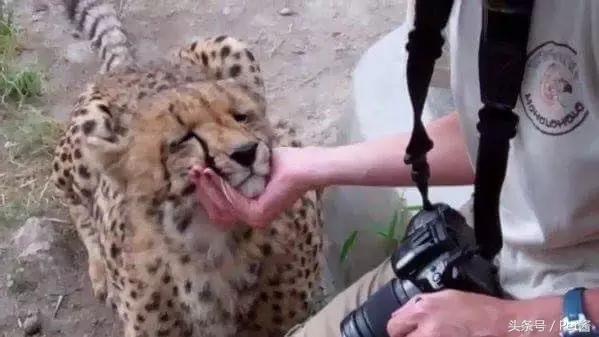 与野生猎豹亲密接触,摄影师野外河边拍摄野生猎豹