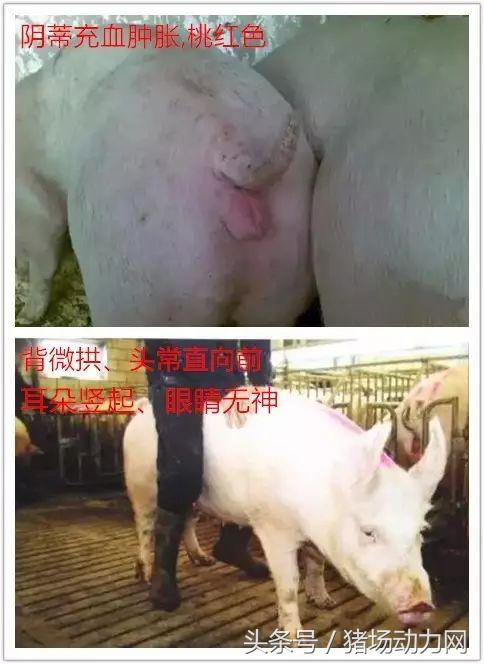 母猪不发情?如何从诱情、发情鉴定、人工授精上做好工作