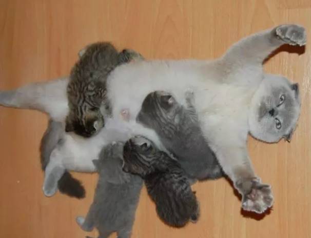 猫咪怀孕期间,这些事情你必须要知道!