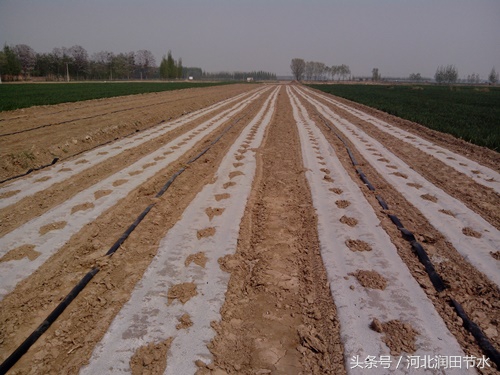 大棚草莓膜下微喷系统如何使用，草莓如何种植灌溉能提高产量？