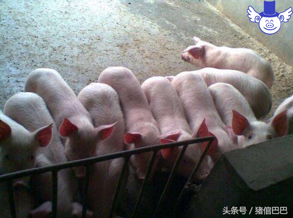 仔猪后腿站不起是什么病如何治疗,仔猪站立不起来后腿抖动为什么病