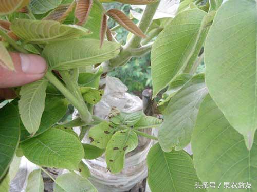 核桃怎么防止招虫害呢图片,地下核桃虫的防治办法