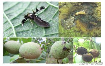 核桃虫害防治小妙招,核桃常见虫害有哪些