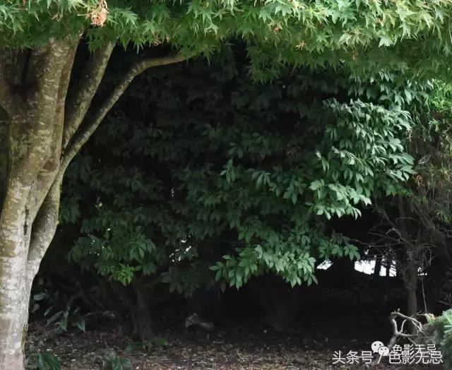 尼康d850数码单反摄影圣经,尼康d850的深度评价