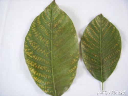 核桃虫害防治小妙招,核桃常见虫害有哪些