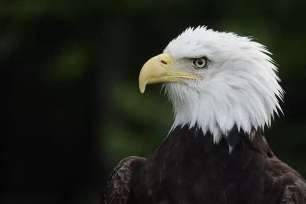 索尼将推新款rx10v超长焦黑卡相机,索尼rx10黑卡第5代新品