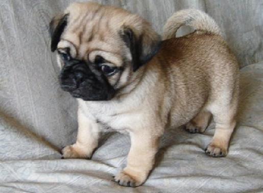 长得最好看的巴哥犬,运动能力超强的巴哥犬