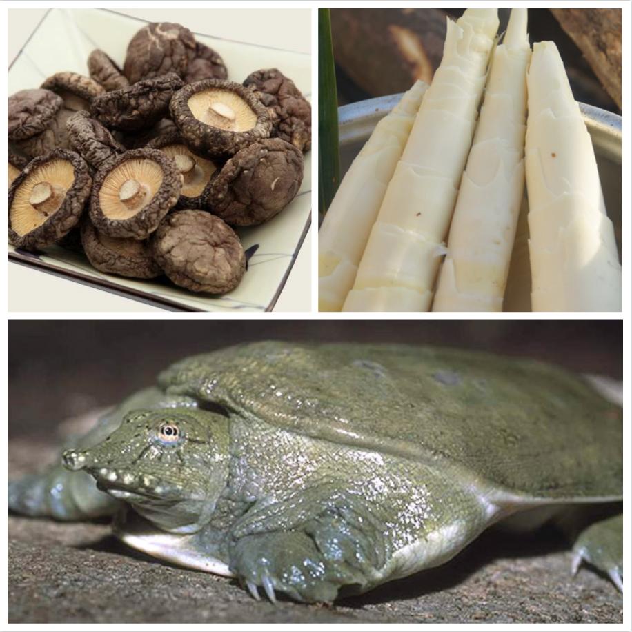 粤式甲鱼煲汤,滁州甲鱼汤