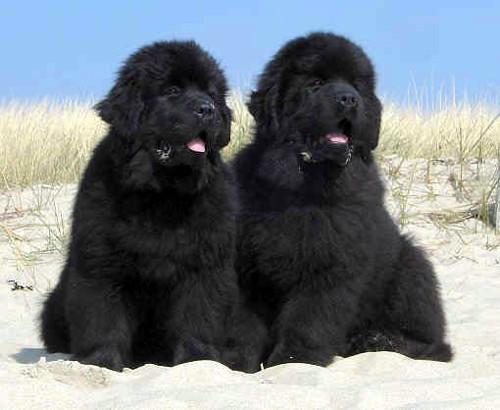 如何了解各种不同的狗狗品种,小型狗当中什么狗型最好