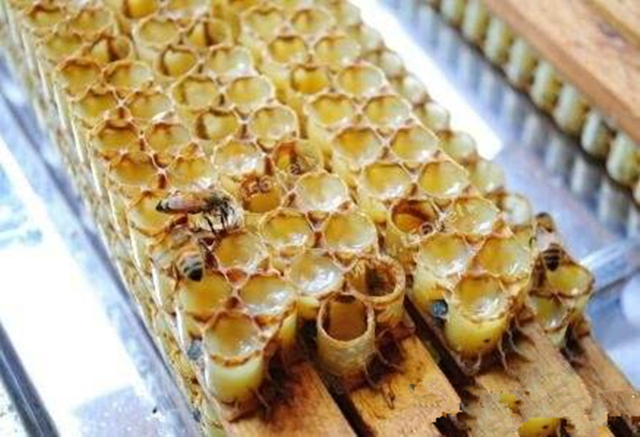 蜜蜂养殖技术试题及答案,养殖蜜蜂的语言