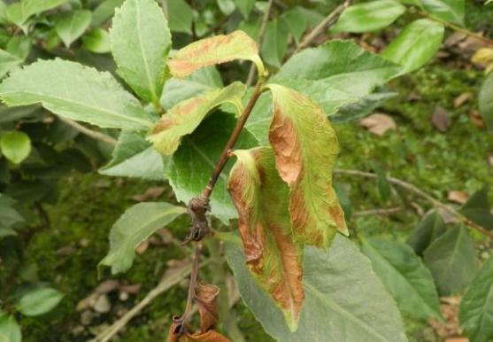 香妃茶花常见病,耐冬茶花常见病虫