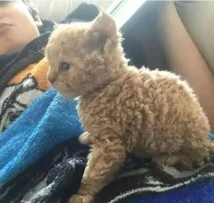 什么猫可以和泰迪混养的,什么猫适合和泰迪一起养