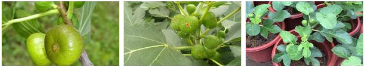 苔藓不好养？来，练好苔藓“四要诀”，再养不活你来找台长！