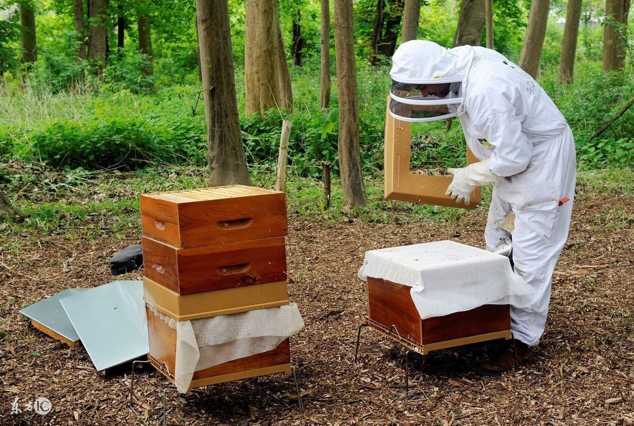 蜜蜂养殖技术500问,蜜蜂养殖技术试题及答案