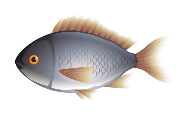 吃鱼祝好“孕”孕妇食安知多少？