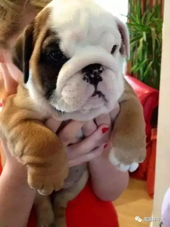 十大常见的斗牛犬,世界十大著名斗牛犬