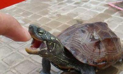 什么龟比较凶猛并且背甲好看,什么龟凶猛好看