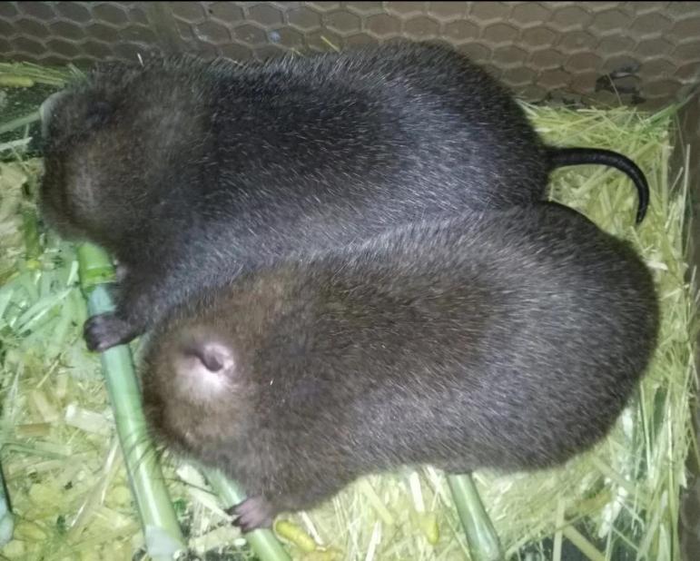 温度超过30度竹鼠会中暑吗,竹鼠冬天在稻草里会中暑吗